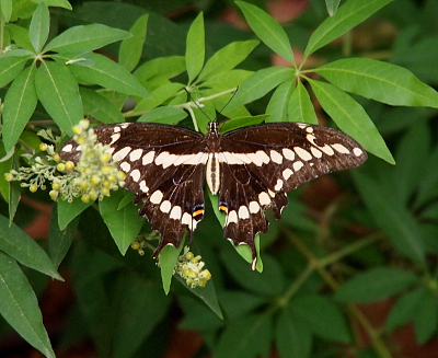 [Back view of this brown butterfly with its wings fully spread. There are white splotches along the curved edge of the wings and a row of white across the entire center of the top of the wing. The body is brown on the top section and brown and white with a brown stripe down the middle of the bottom section. It's standing on the leaves of a flowering bush.]